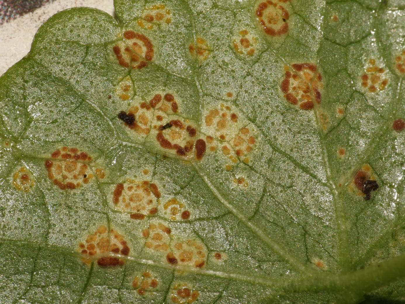 C:\Users\cgrapinet\Desktop\Documents Charles\Mycologie\Photographies\Consolation\wetransfer_2024-09-05-08-consolation_2024-09-09_1705\2024-09-05.08 Consolation\Puccinia glechomatis sur Glechoma hederacea (Lierre terrestre) (3).JPG