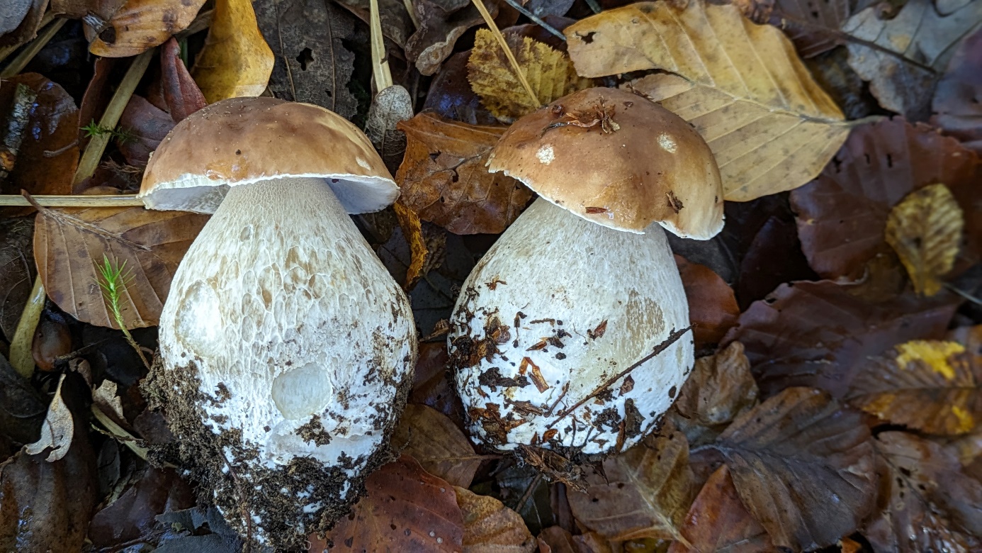 C:\Users\cgrapinet\Desktop\Documents Charles\Mycologie\Photographies\Photos à trier\Boletus edulis - Copie.jpg