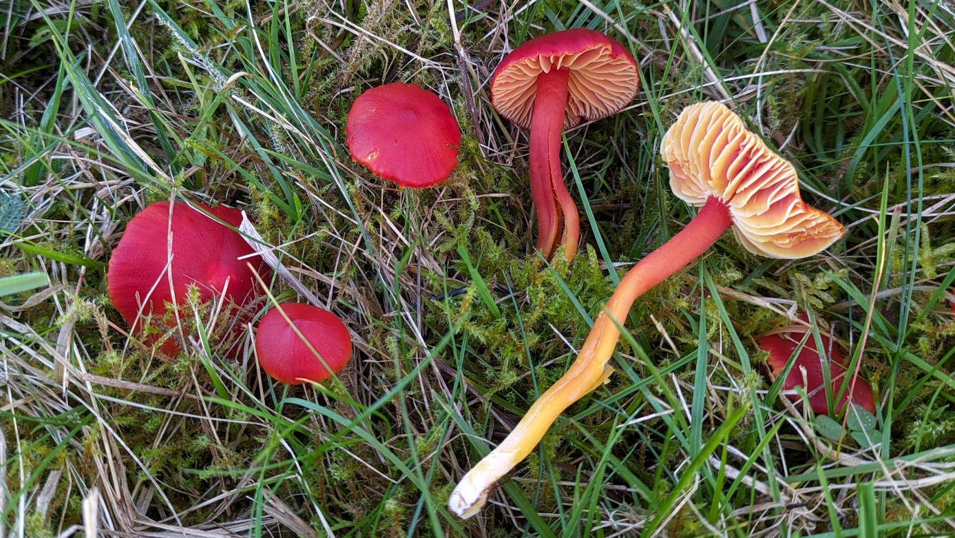 C:\Users\cgrapinet\Desktop\Documents Charles\Mycologie\Photographies\Hygrocybes\Hygrocybe coccinea.jpg